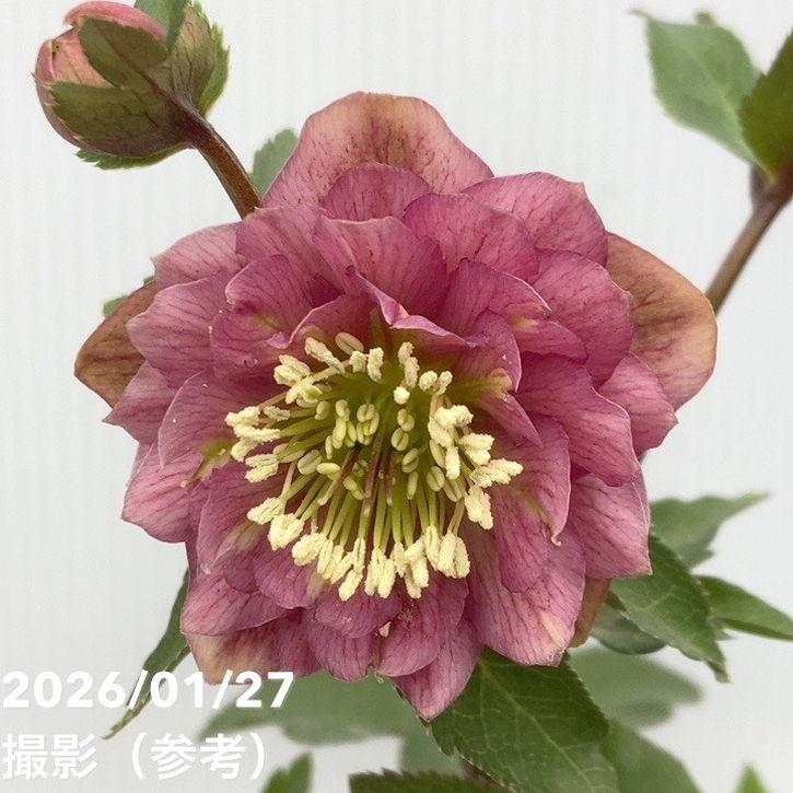 お買い得一点物咲き進み株】加藤農園 小輪プレミアムクリスマスローズ