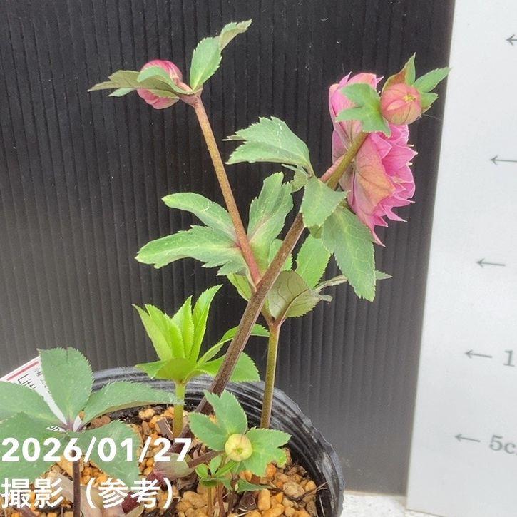 お買い得一点物咲き進み株】加藤農園 小輪プレミアムクリスマスローズ