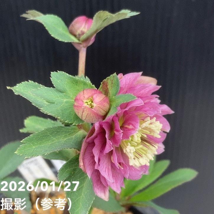 お買い得一点物咲き進み株】加藤農園 小輪プレミアムクリスマスローズ