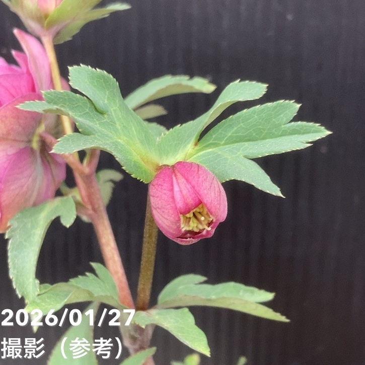 お買い得一点物咲き進み株】加藤農園 小輪プレミアムクリスマスローズ