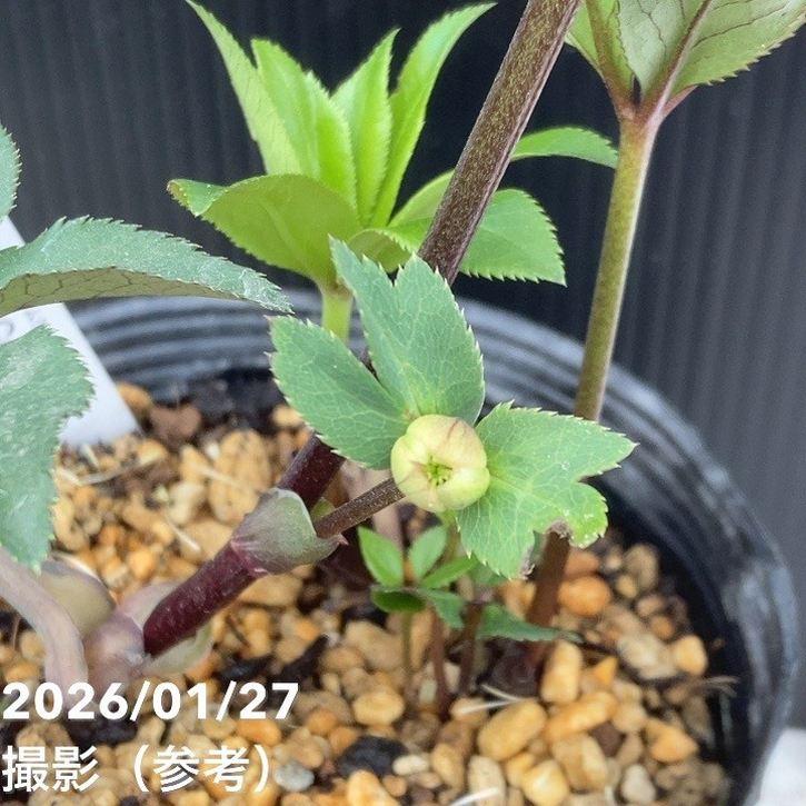 お買い得一点物咲き進み株】加藤農園 小輪プレミアムクリスマスローズ