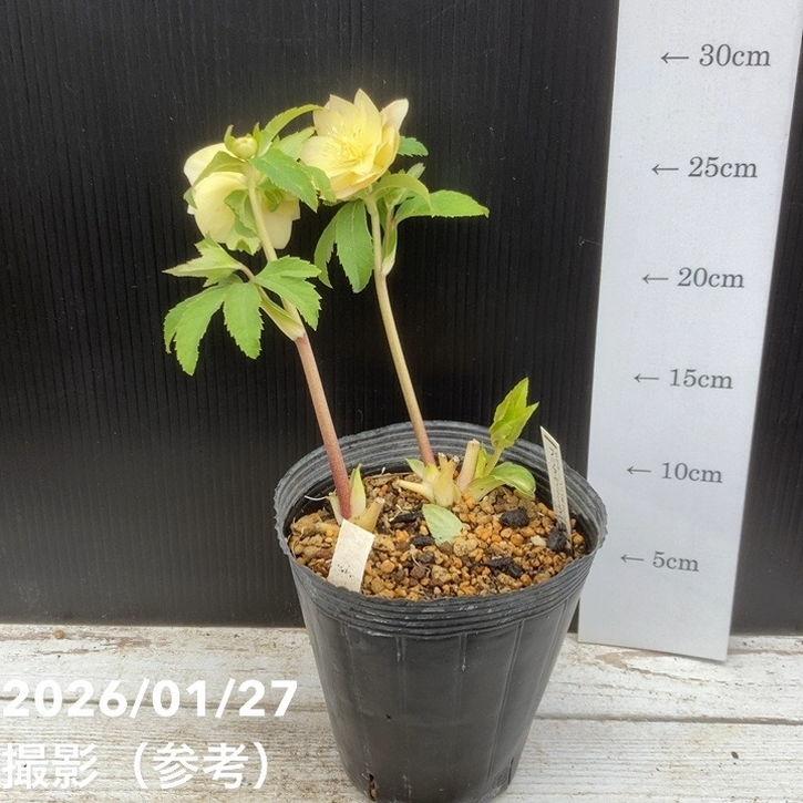 お買い得一点物咲き進み株】加藤農園 クリスマスローズ グラデーション