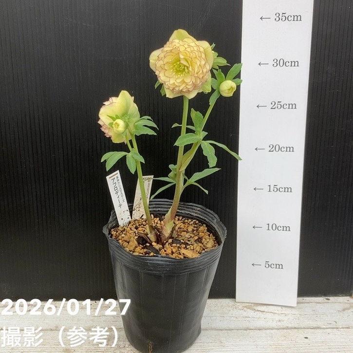 お買い得一点物咲き進み株】加藤農園 多弁クリスマスローズ