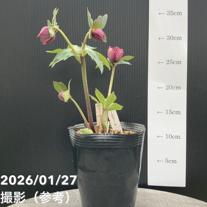 お買い得一点物咲き進み株】加藤農園 クリスマスローズ グロッシー