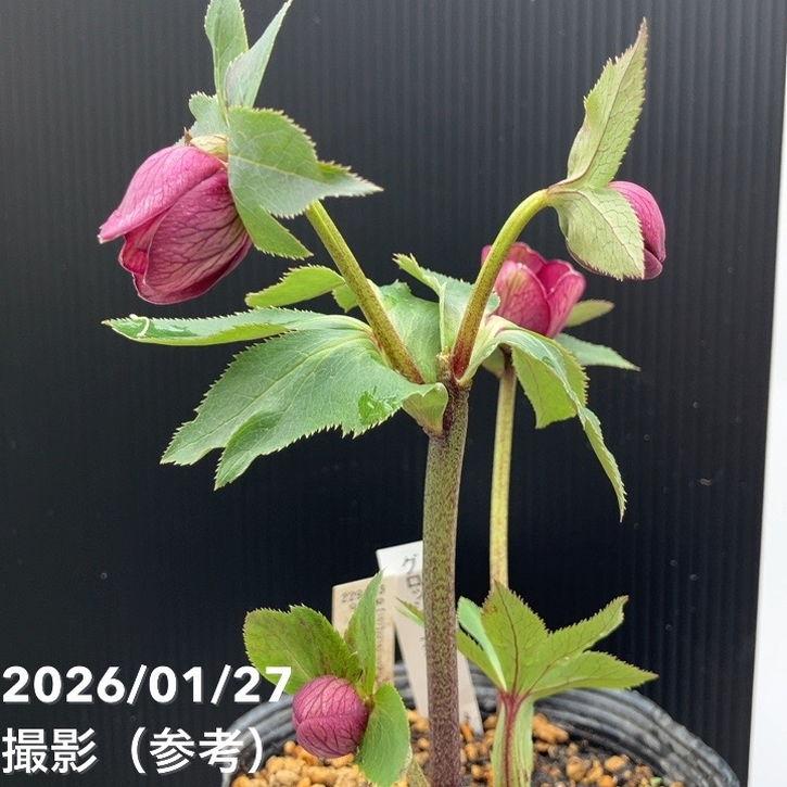 お買い得一点物咲き進み株】加藤農園 クリスマスローズ グロッシー