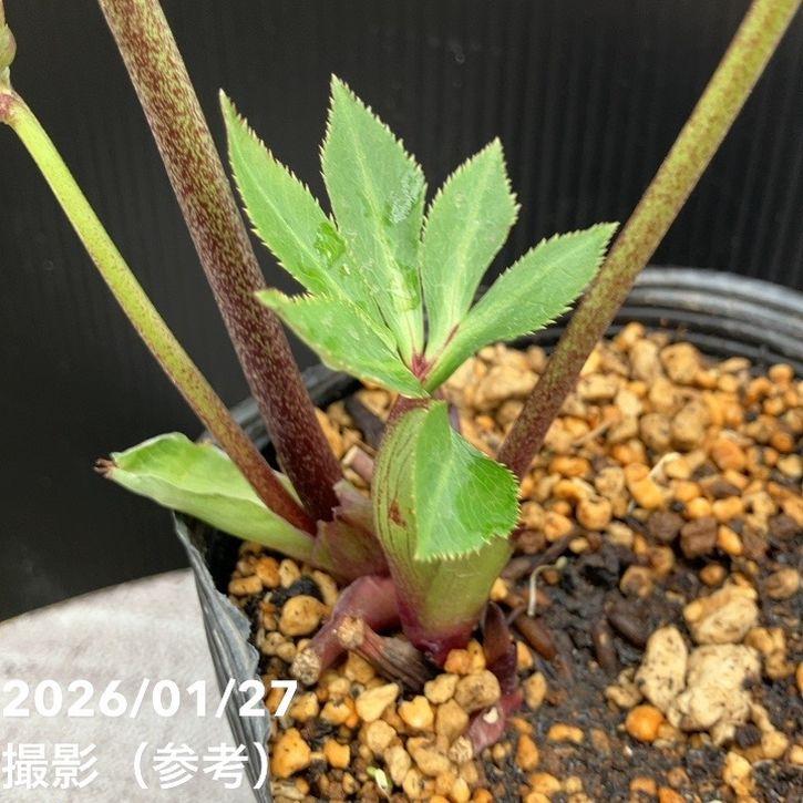 お買い得一点物咲き進み株】加藤農園 クリスマスローズ グロッシー