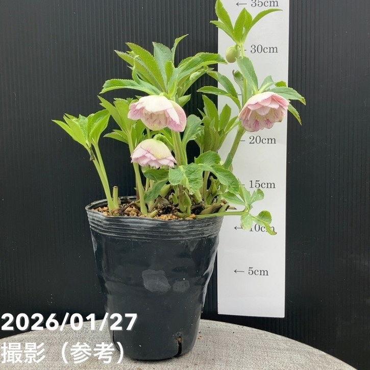 お買い得一点物咲き進み株】加藤農園 ソフトグラデーションクリスマス