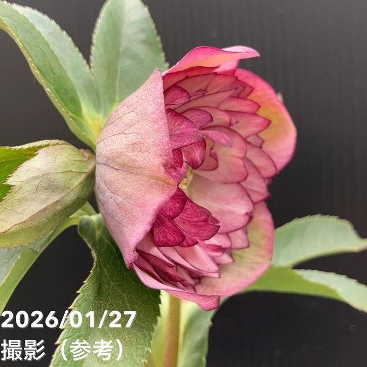 一点物】横山園芸 クリスマスローズ プリマドレス 4.5号（YK5）｜山野