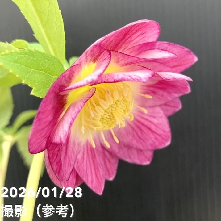 一点物】加藤農園 サンシャインゴールドクリスマスローズ イルミリオン