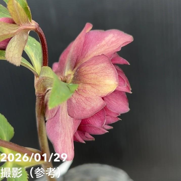 お買い得一点物咲き進み株】加藤農園 クリスマスローズ グロッシー