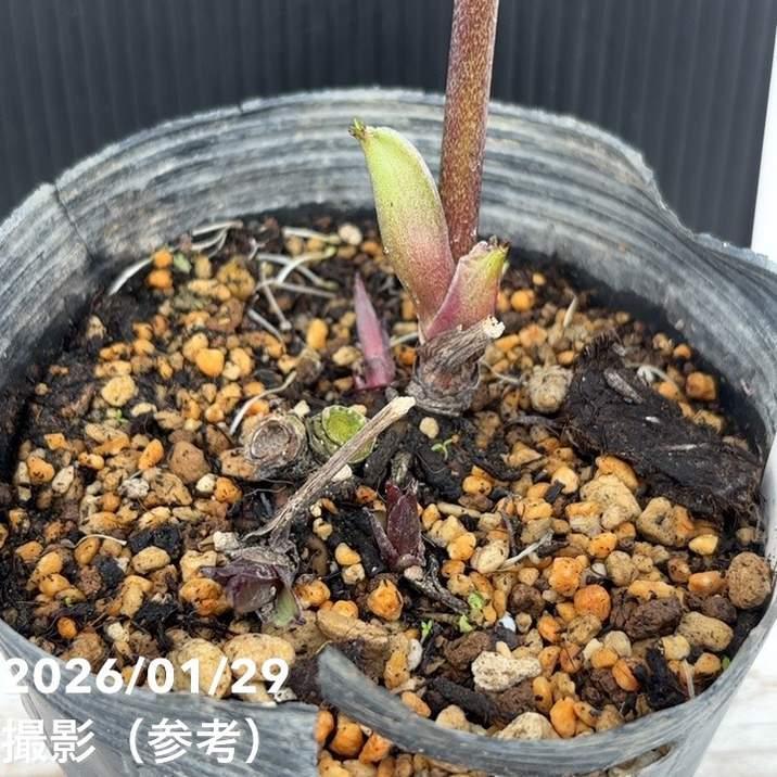 お買い得一点物咲き進み株】加藤農園 クリスマスローズ グロッシー