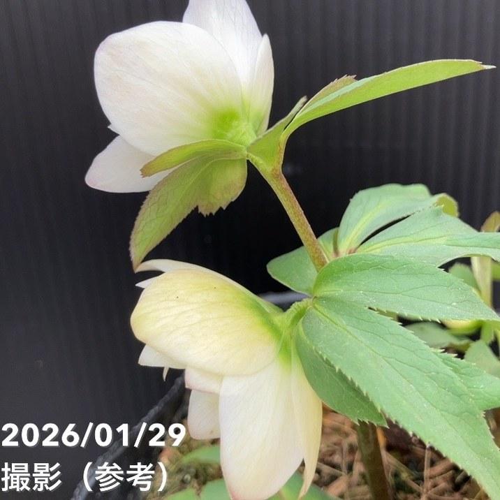 一点物】横山園芸 クリスマスローズ ベビードール（プチドール） 4.5号