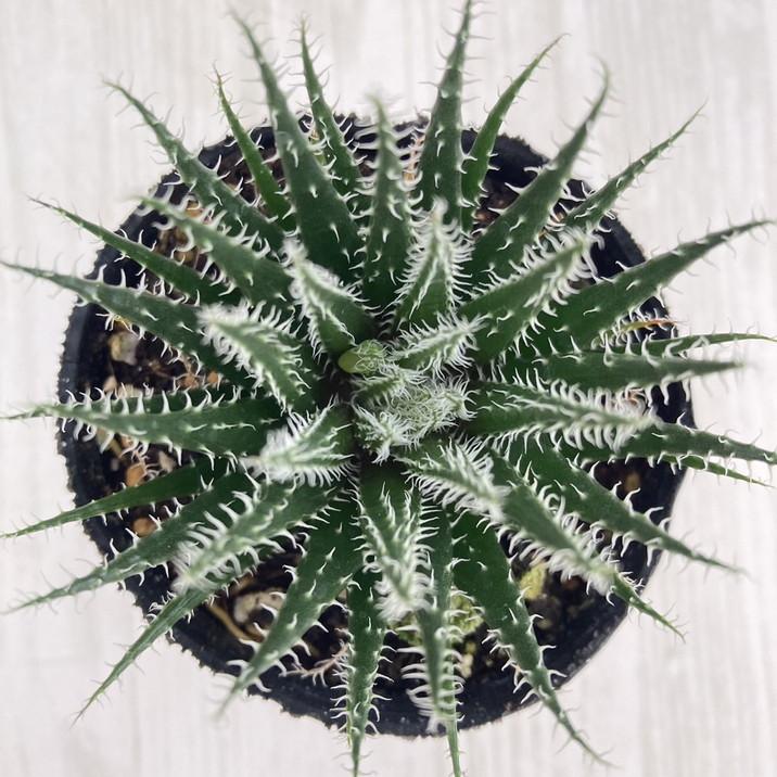 極小アロエ！アロエ・ハオルチオイデス 2.5号 2鉢セット｜観葉01-D1