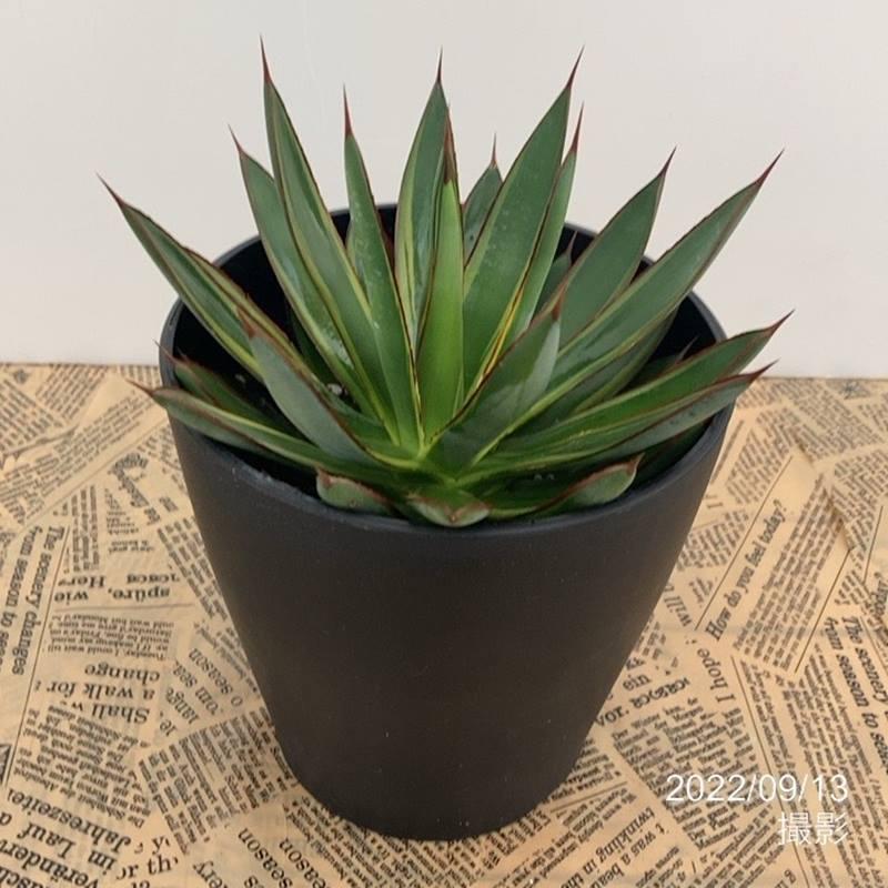 アガベ 5号 バーントバーガンディバリエガータ Burnt Burgundy