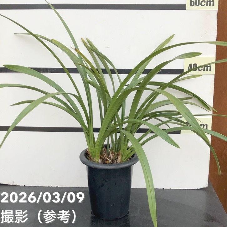 花芽4個以上＞キンリョウヘン 6号大株（原種 赤花系）｜ミツバチ蘭｜洋