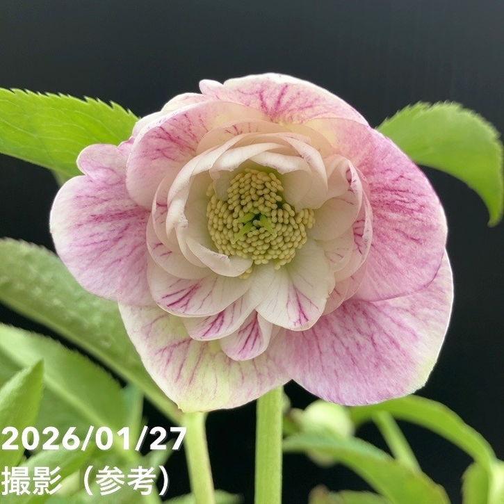 お買い得一点物咲き進み株】加藤農園 ソフトグラデーションクリスマス