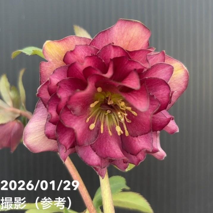 お買い得一点物咲き進み株】加藤農園 クリスマスローズ グロッシー