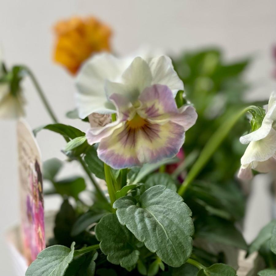 シエルブリエ お任せ4ポットセット大人気フリル咲パンジー : a.k.g