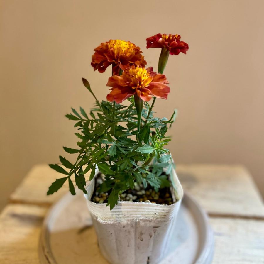 フレンチマリーゴールドストロベリーブロンド2苗セット！ : a.k.g