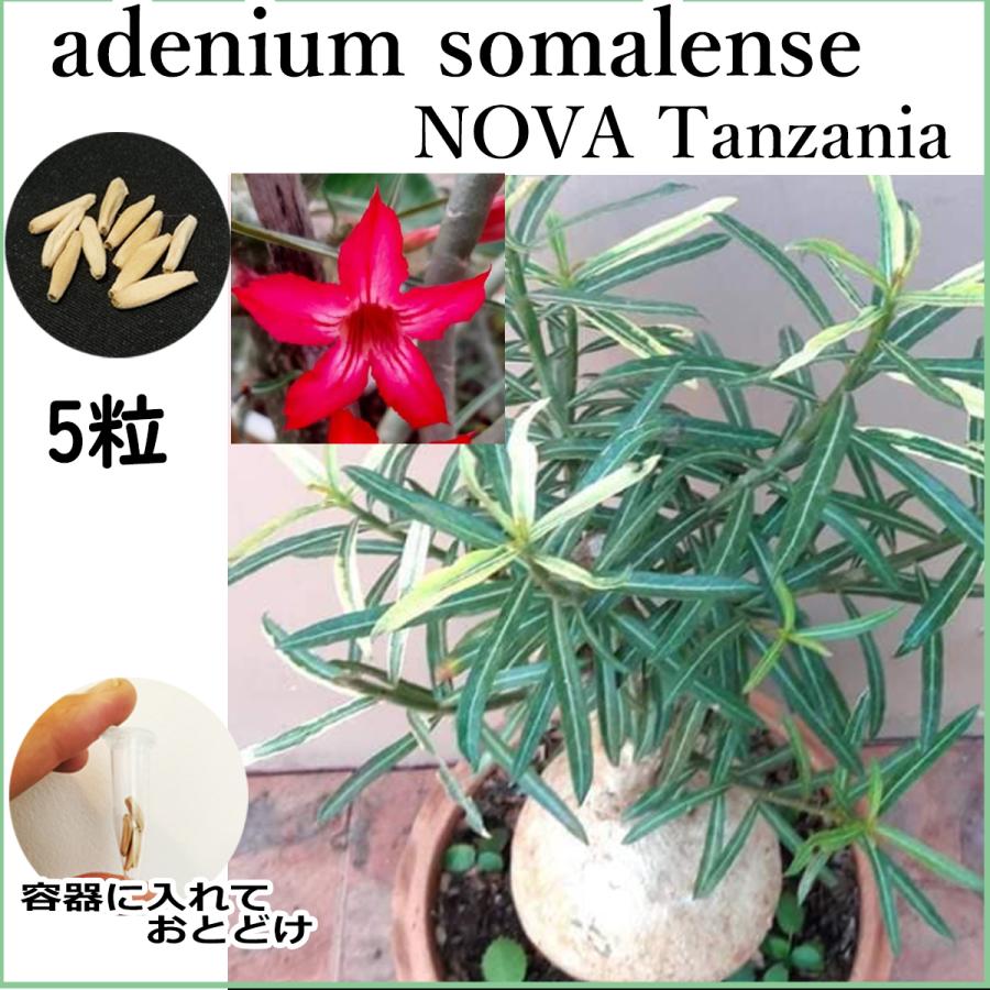 アデニウム ソマレンセ ノバ タンザニア somalense NOVA Tanzania 種子