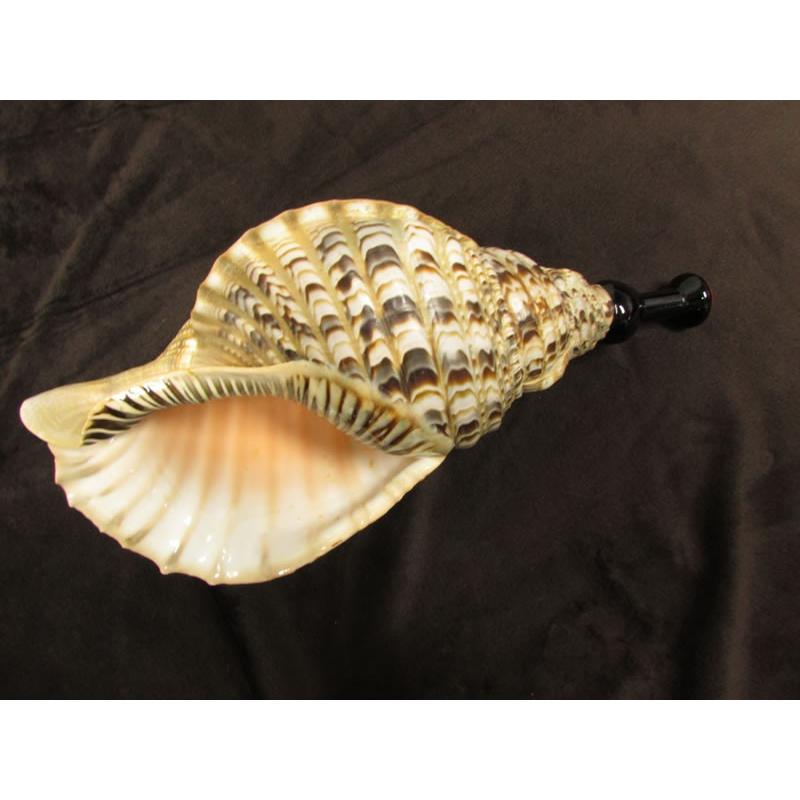 三島屋楽器店 法螺貝（ホラ貝） 特大 (約43センチ） 唄口付NO.44011