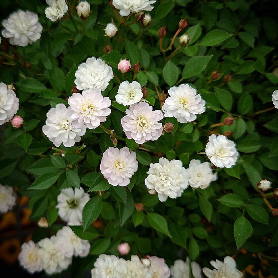 バラ苗 即納 挿し木苗 12cmポット ピッコリーナ : Apple Roses - 通販