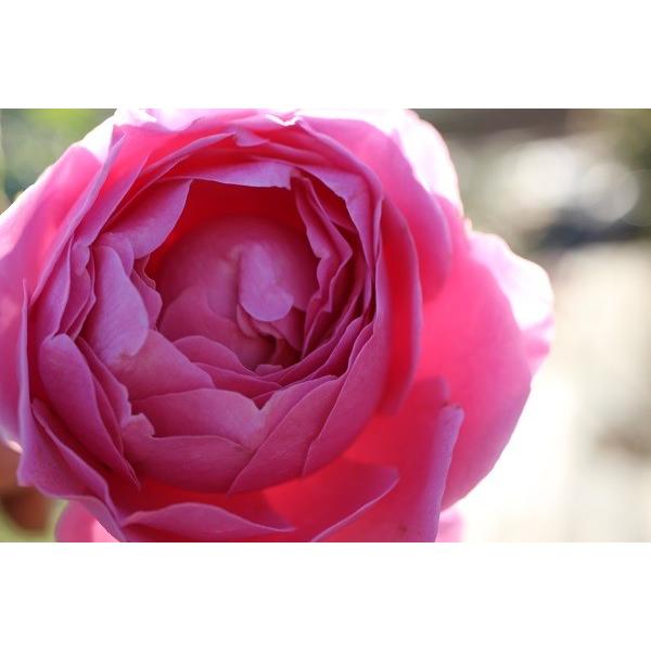 バラ苗 即納 大苗 18cmポット ラブ・シック : Apple Roses - 通販