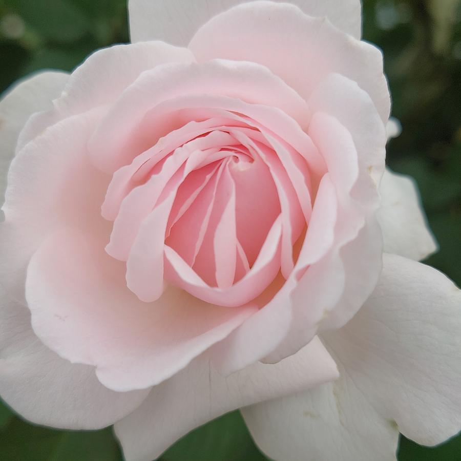 バラ苗 予約 新苗 12cmポット いのり : Apple Roses - 通販 - Yahoo