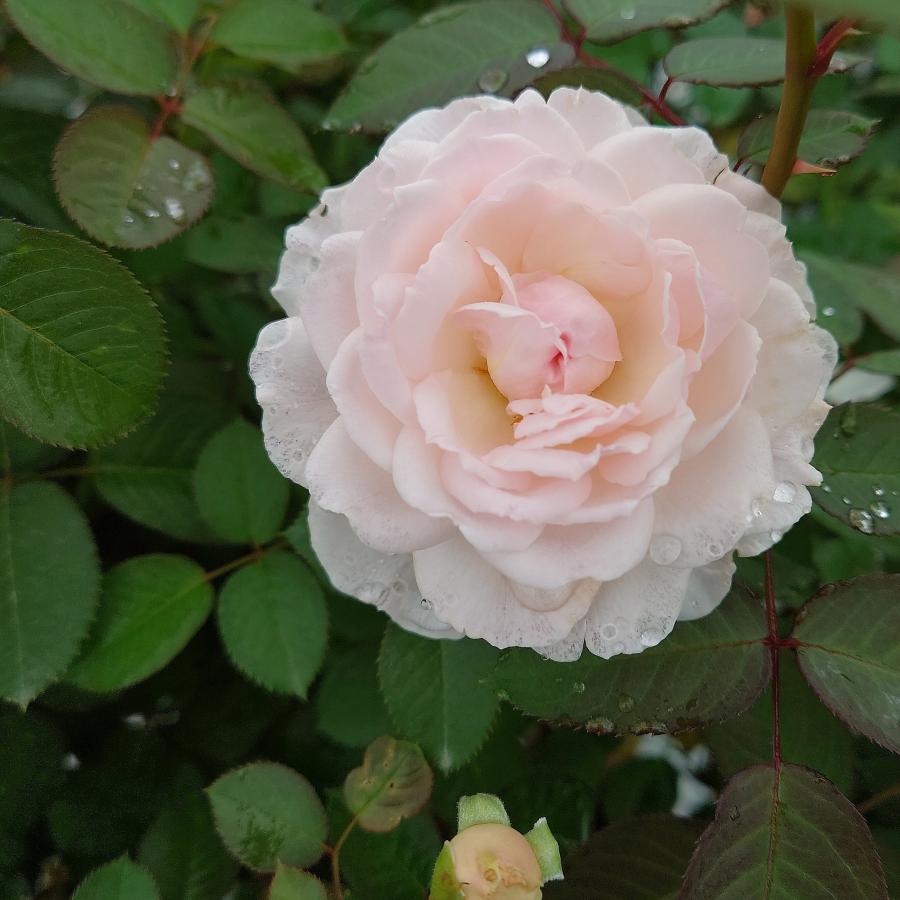 バラ苗 即納 大苗 18cmポット いのり : Apple Roses - 通販 - Yahoo