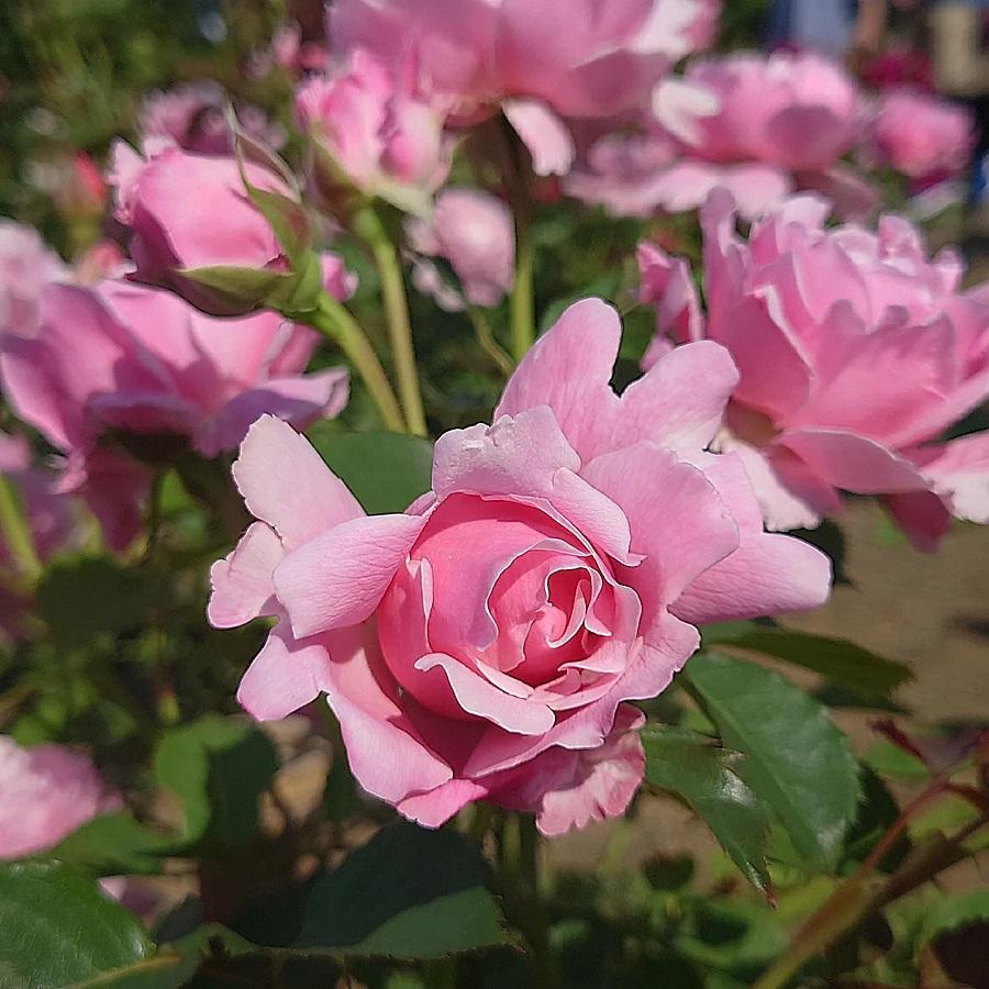 バラ苗 即納 大苗 18cmポット ストロベリー スウィング : Apple Roses