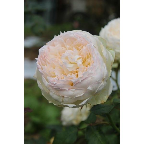 バラ苗 予約 新苗 12cmポット ザ・サイエンティスト : Apple Roses