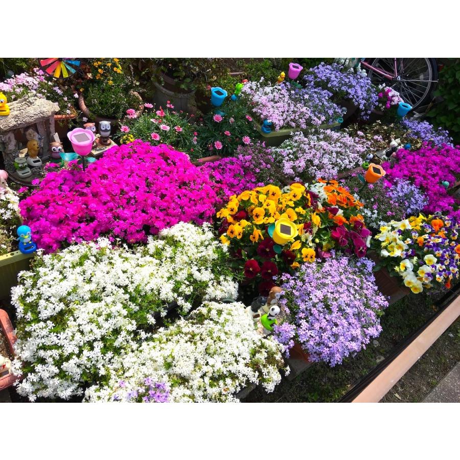 芝桜（シバザクラ）キャンディストライプ（多摩の流れ）1株 9センチ3