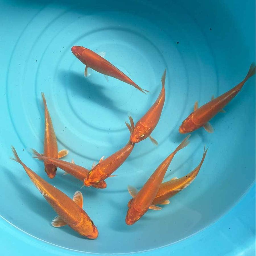 錦鯉 オレンジ黄金 1匹 鯉 色鯉 10cm〜13cm前後 ニシキゴイ : アクア
