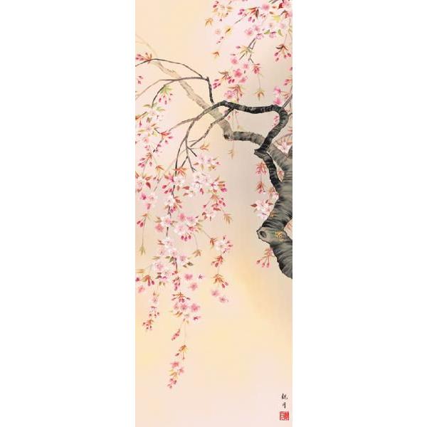 掛け軸 掛軸 桜 森山観月・桜花爛漫 尺五 花鳥画 春 桐箱 風鎮付き