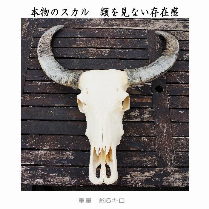 送料無料】リアルカウスカルヘッド オブジェ 角大 壁掛け オーナメント
