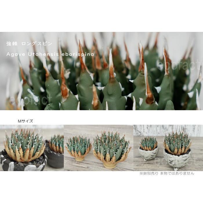 フェイクグリーン 3D フィギュア アガベ ユタエンシス エボリスピナ M