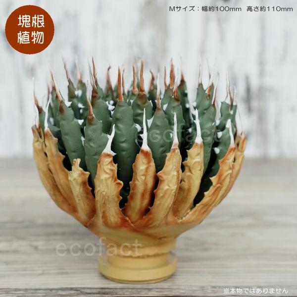 フェイクグリーン 3D フィギュア アガベ ユタエンシス エボリスピナ M