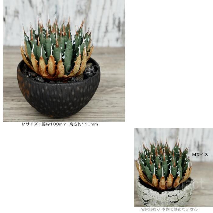 フェイクグリーン 3D フィギュア アガベ ユタエンシス エボリスピナ M
