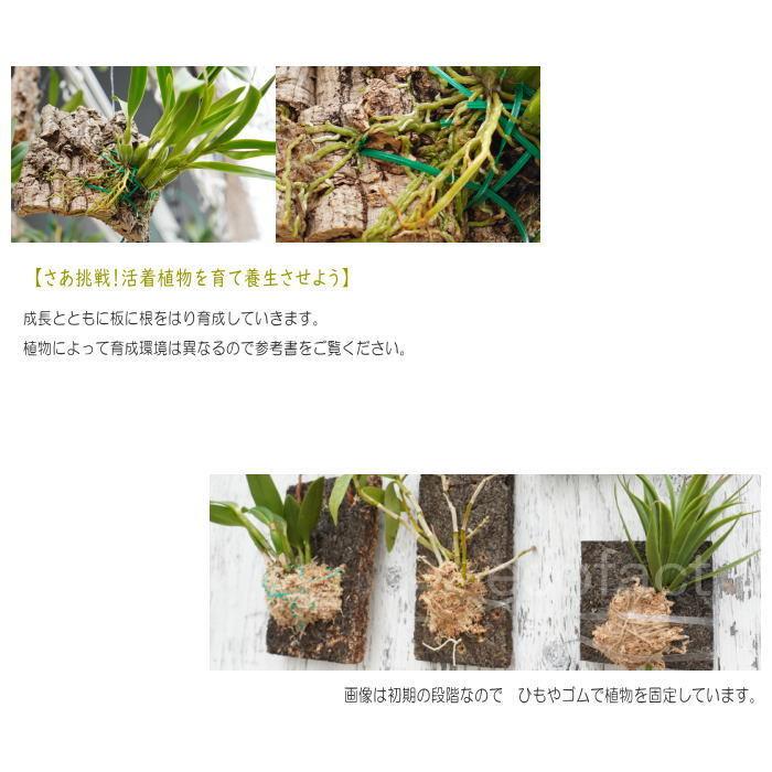 コウモリラン 板付け ビカクシダ 板 ヘゴ代用品 フェゴ 養生 ボード100