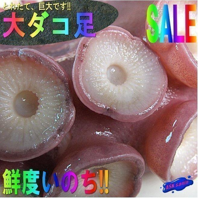 お刺身用「タコ足1本、1.5〜2kg」巨大、山陰境港産．．．特大・極太な