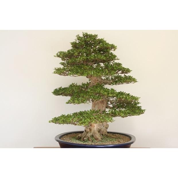 日光 売約済 : 創業昭和二年さつき盆栽光華園 - 通販 - Yahoo!ショッピング