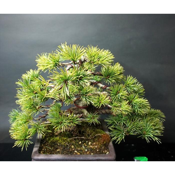 盆栽 五葉松 【中品盆栽】 五葉松 (4) : Bonsai Store Ito - 通販
