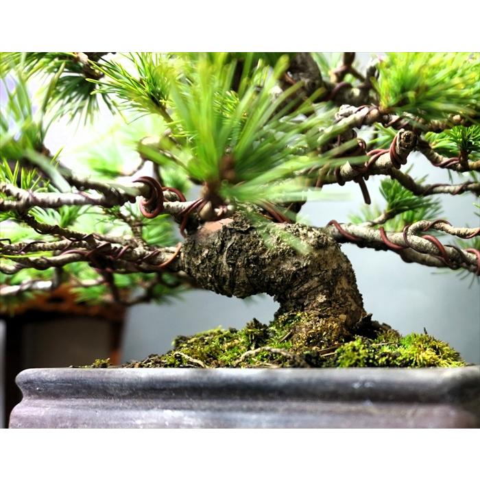 盆栽 五葉松 【中品盆栽】 五葉松 (4) : Bonsai Store Ito - 通販