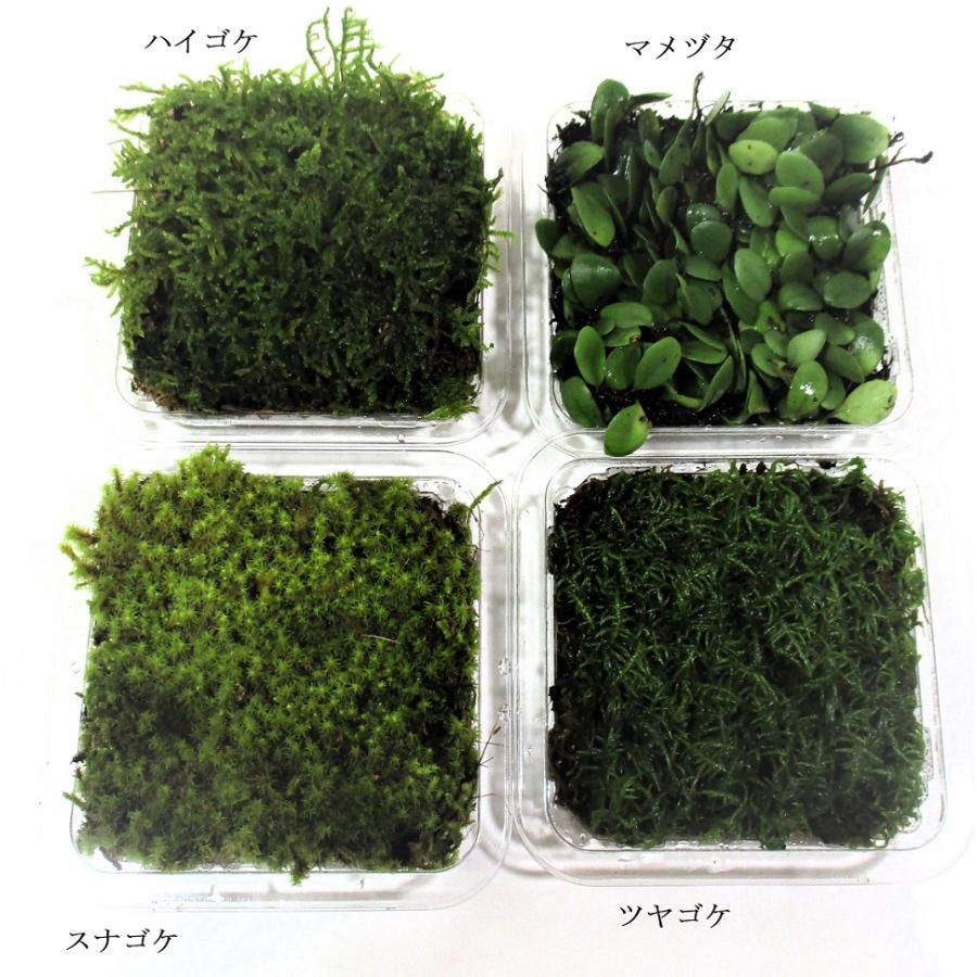 苔盆栽 テラリウム の 苔 コケ 4種 セット C (ハイゴケ スナゴケ