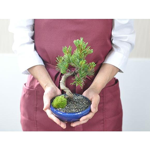 盆栽 五葉松 かっこいい松 育てやすい五葉松の盆栽 万古焼きの陶器鉢
