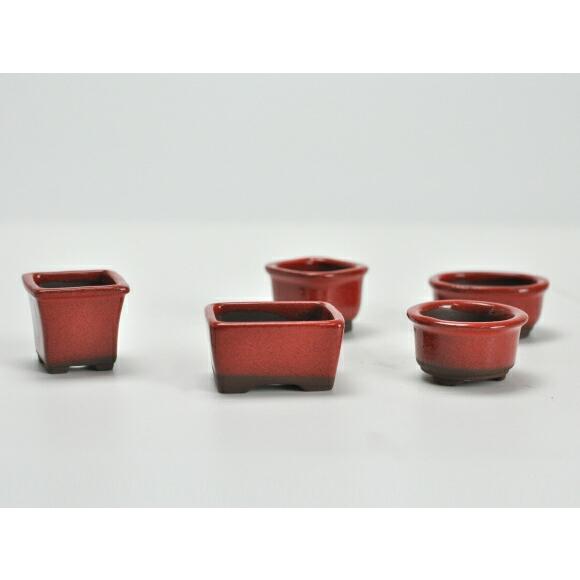 盆栽鉢 赤釉小鉢 12点セット 鉢幅約3〜4cm×高さ約3〜4cm 陶器 : 盆栽妙
