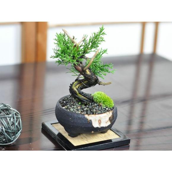 小品 真柏 松盆栽 鉢植え ミニ盆栽 ギフト 贈り物 おしゃれ モダン