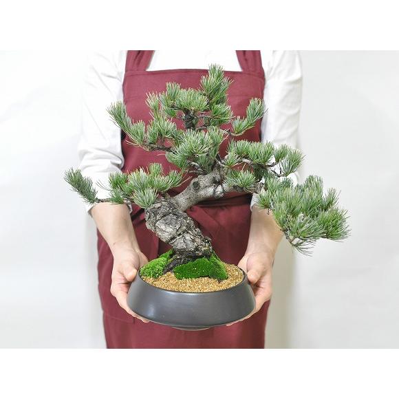 盆栽五葉松 中サイズ 漆黒浅丸 受け皿付き 松盆栽 鉢植え 花盆栽