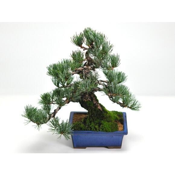 至高の小品五葉松 盆栽 小品盆栽 五葉松 松 高松盆栽 お祝い ギフト