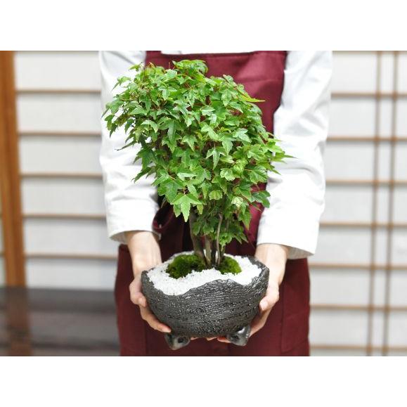 盆栽 楓の寄せ植え 太幹 楓 カエデ 紅葉 誕生日 お祝い ギフト